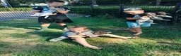 Duitse Staande Hond Draadhaar honden te koop: Prachtige Duitse Staande Draadhaar pups in Reusel - Advertentie 6