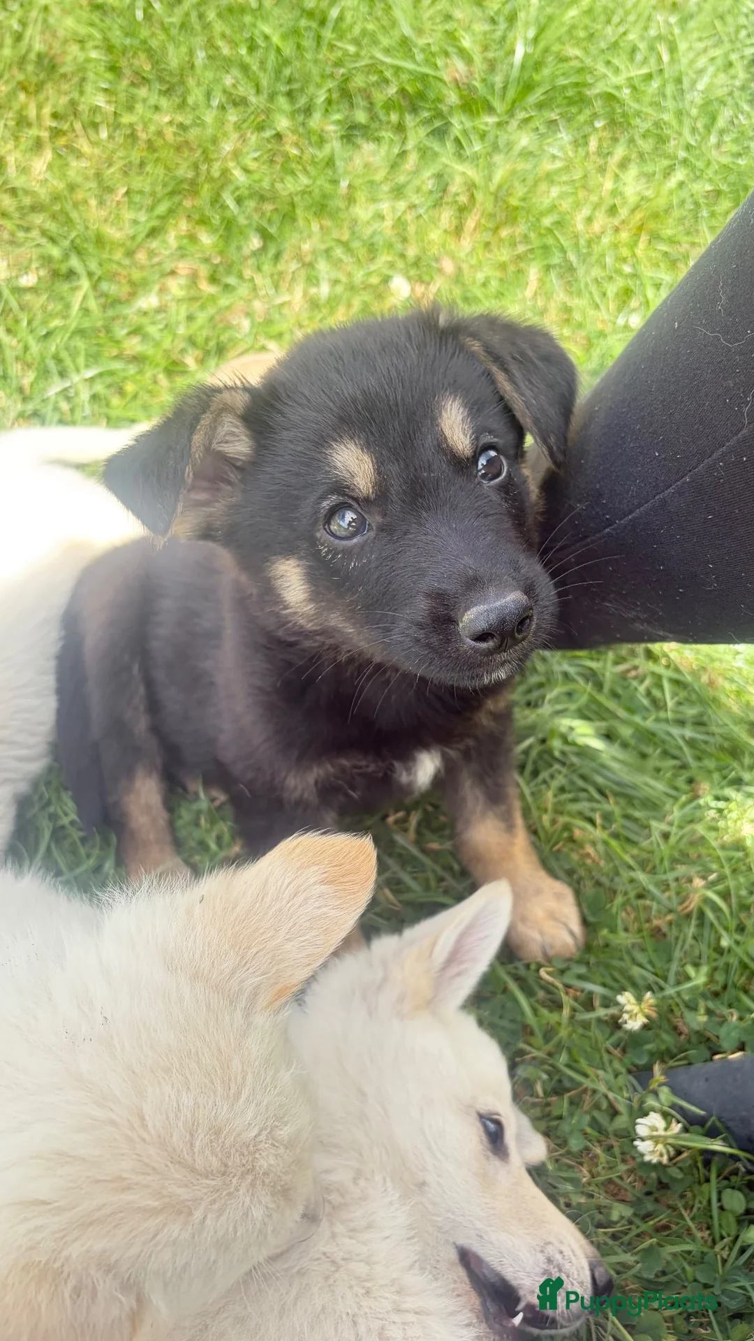 Kruising honden te koop: Prachtig zwart reutje pup nu 12 weken in Garnwerd - Advertentie 9