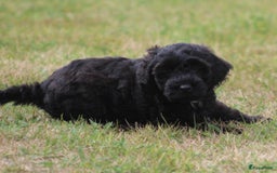 Cockapoo honden te koop: Cockapoo pups - Afbeelding 19