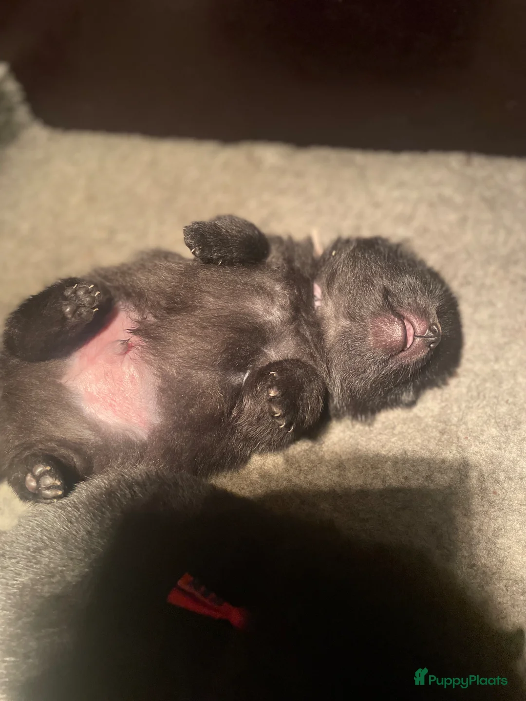 Schipperke honden te koop: Nog keuze uit twee reutjes  in Amerongen - Advertentie 5