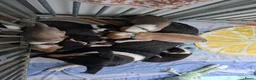 Schotse Herdershond korthaar honden te koop: Schotse herdershond korthaar pups - Advertentie 27