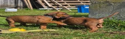 Rhodesian Ridgeback honden te koop: Rhodesian ridgeback pups - Advertentie 11