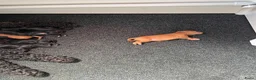 Kruising honden te koop: Mini labradoodle - Advertentie 4