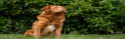 Nova Scotia Duck Tolling Retriever honden te koop: mooie pups nova scotia duck toller retriever - Advertentie 6
