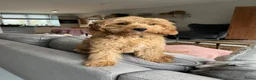 Kruising honden te koop: Prachtige Goldendoodle pups - Advertentie 18