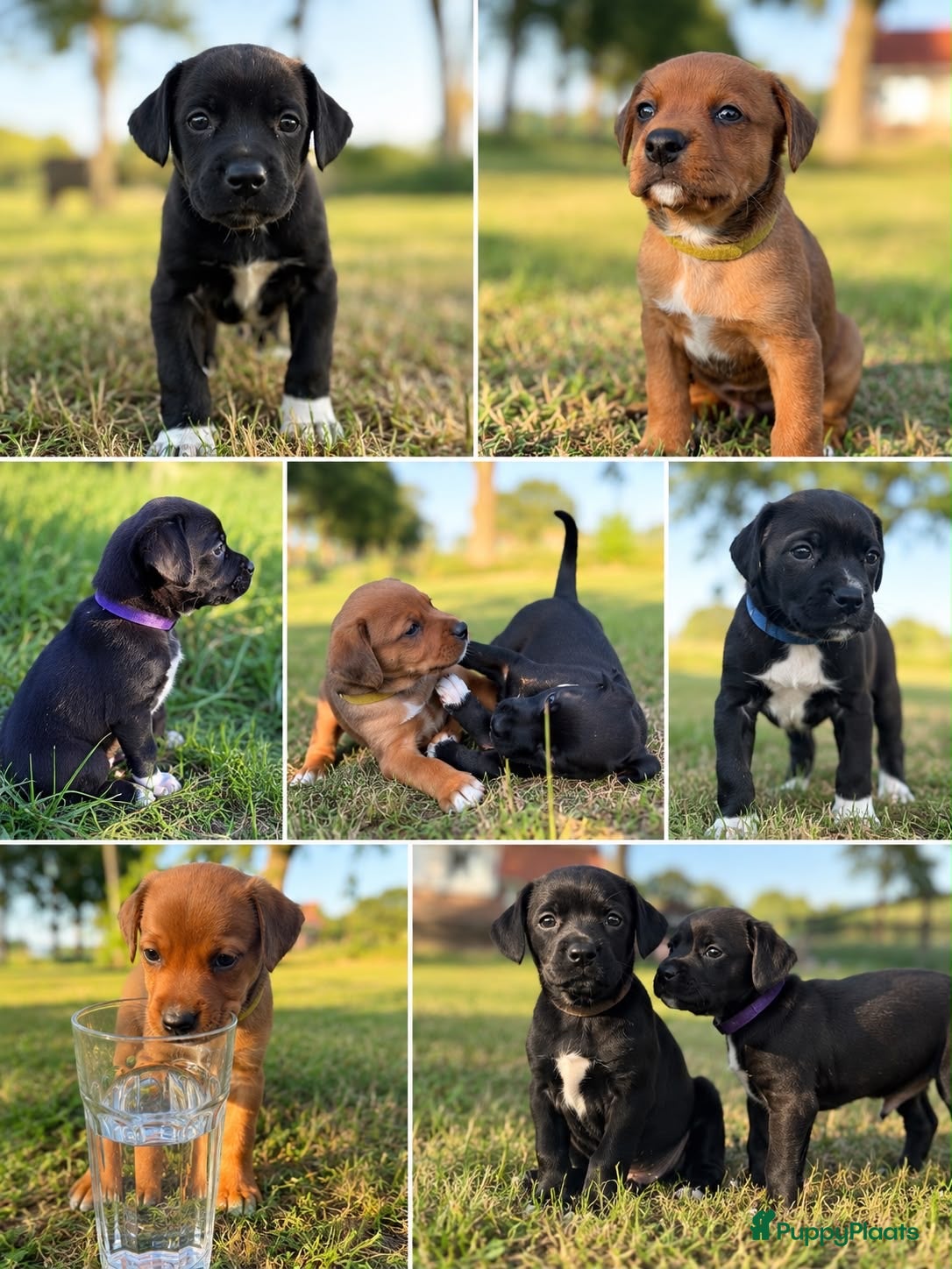 Kruising honden Mooie en lieve kruising gezinshonden (pups) - Advertentie 2