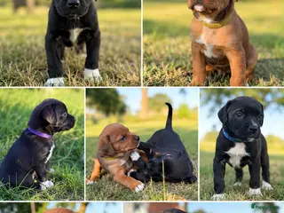 Kruising honden Mooie en lieve kruising gezinshonden (pups) - Advertentie 2