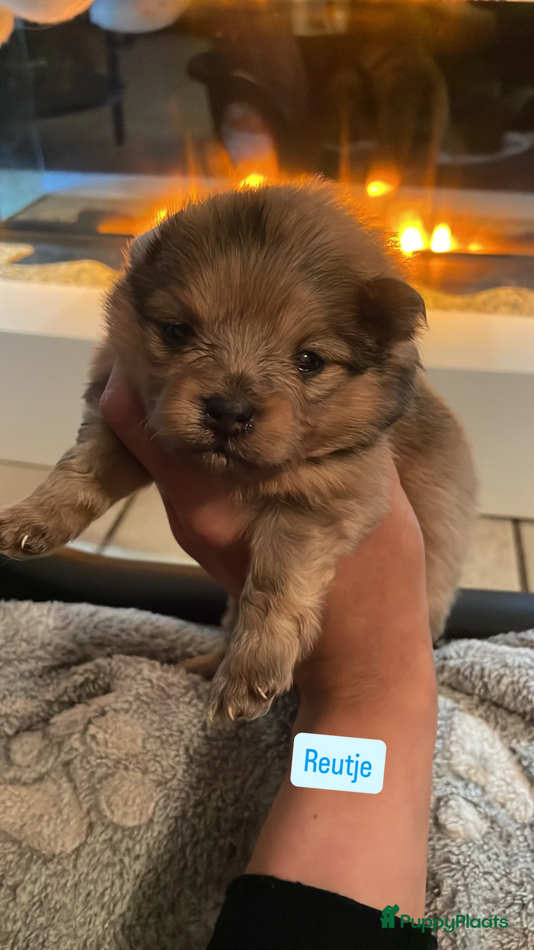 Pomeriaan honden te koop: Pomeriaan pups te koop  - Advertentie 1