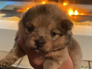 Pomeriaan honden Pomeriaan pups te koop - Advertentie 21