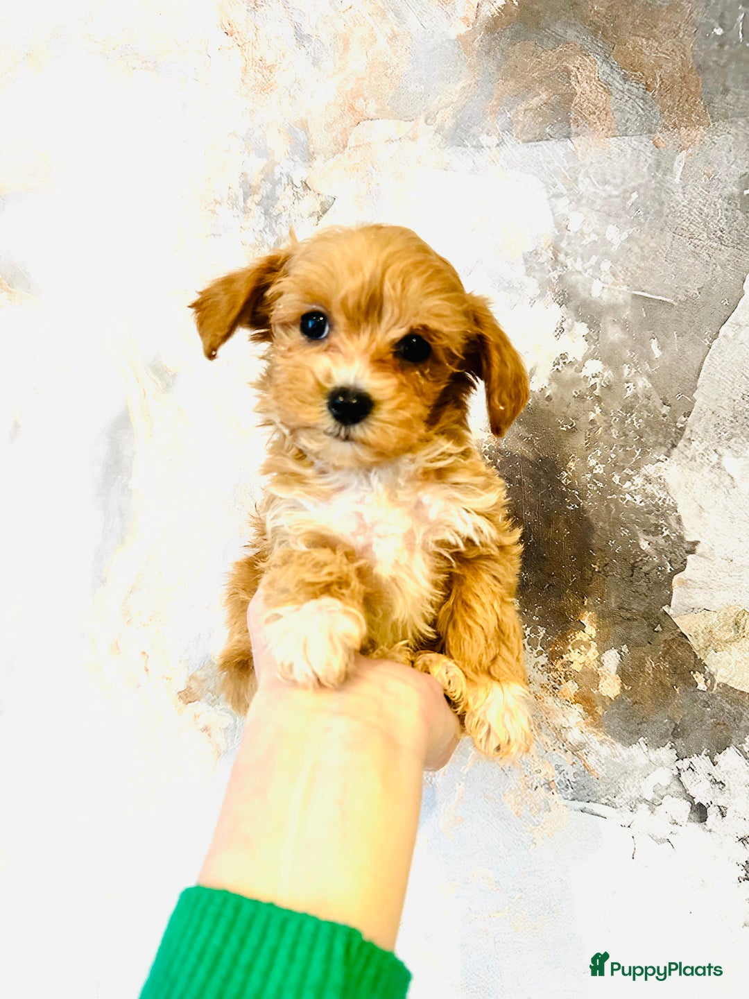 Maltipoo honden te koop: Bijzonder mooie maltipoo pups kunnen bijna weg - Advertentie 9