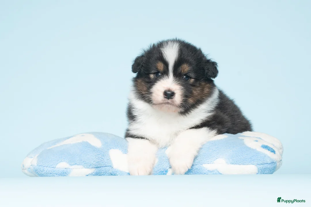 Australian Shepherd honden te koop: Australian Shepherd pups - Advertentie 2