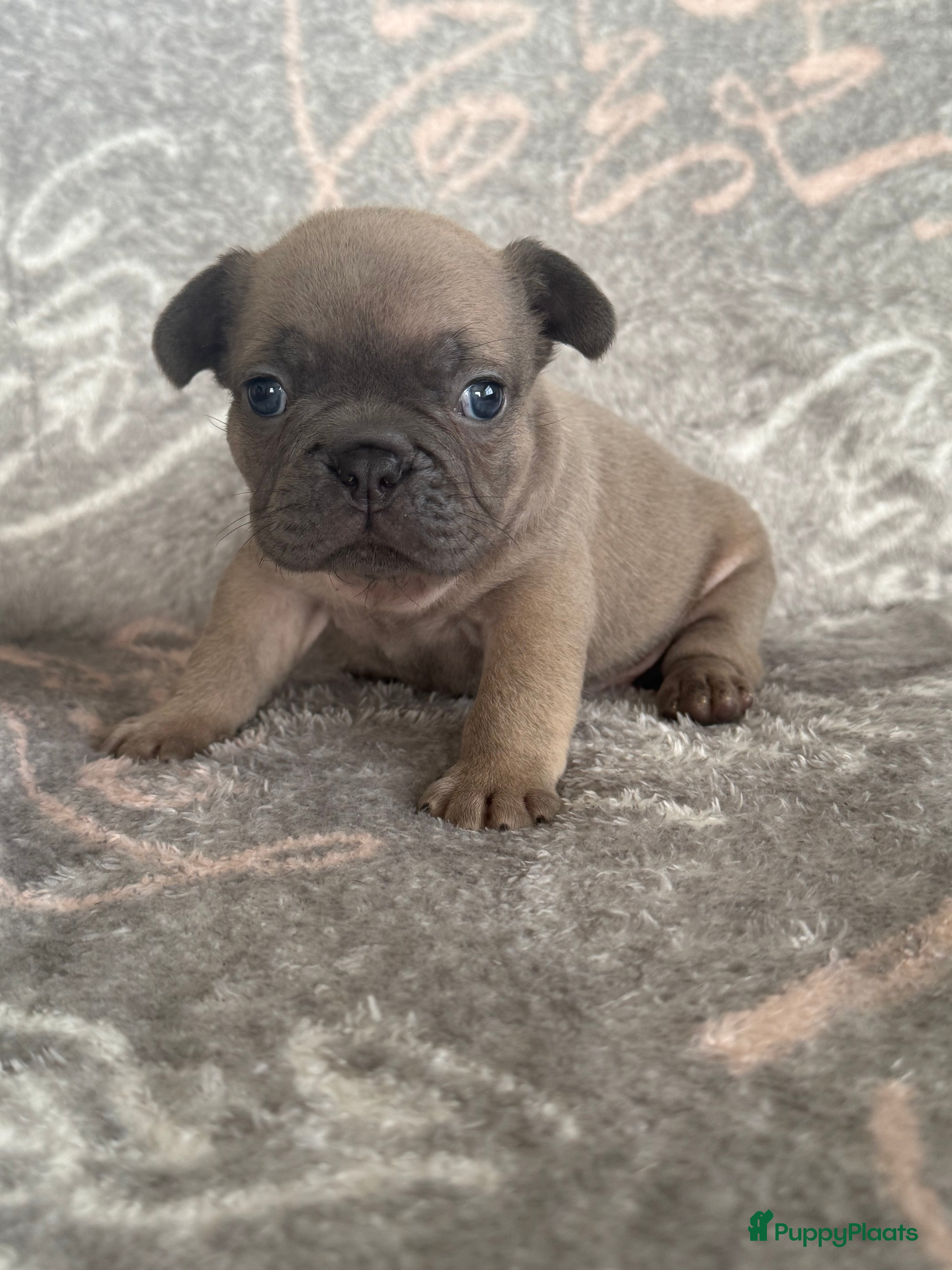 Franse Bulldog honden Franse bulldog pups , beide ouders aanwezig  - Advertentie 1