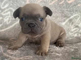 Franse Bulldog honden Franse bulldog pups , beide ouders aanwezig - Advertentie 2