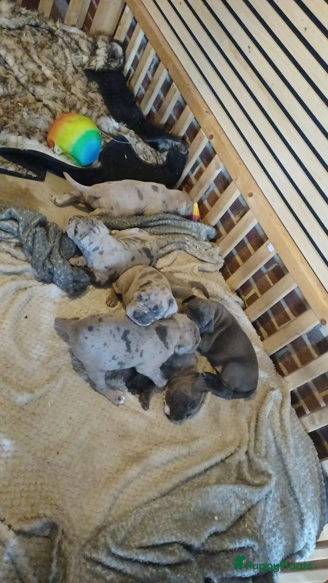 Kruising honden te koop: Cane corso pups blauw gestroomd isabel merle - Advertentie 2