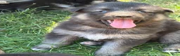Kruising honden te koop: Gerberian shepsky’s pups - Advertentie 3