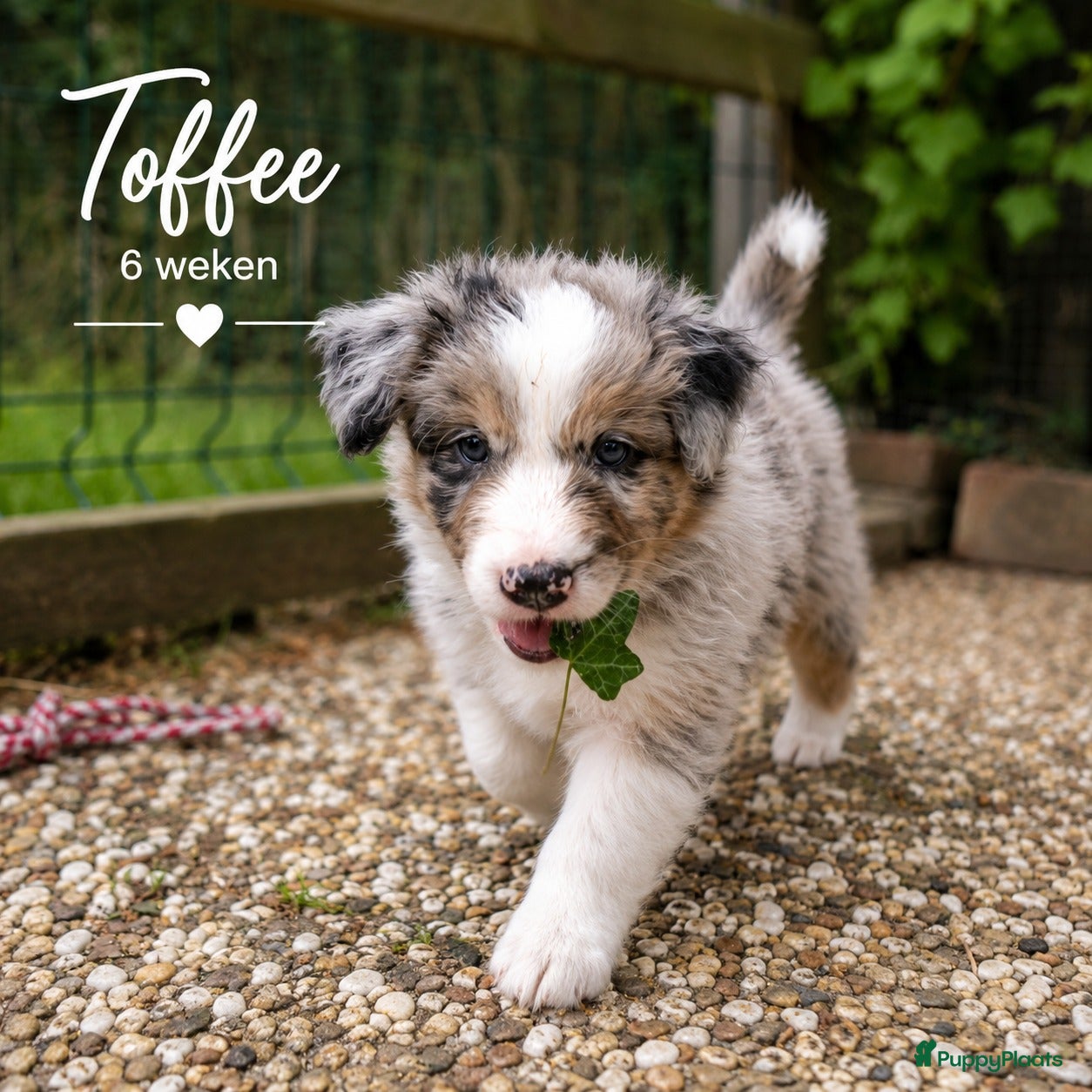Australian Shepherd honden Stamboom pups geboren!  - Advertentie 2