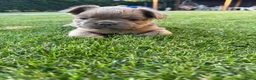 Franse Bulldog honden te koop: Fluffy Franse bulldog fluffy frenchie - Advertentie 4