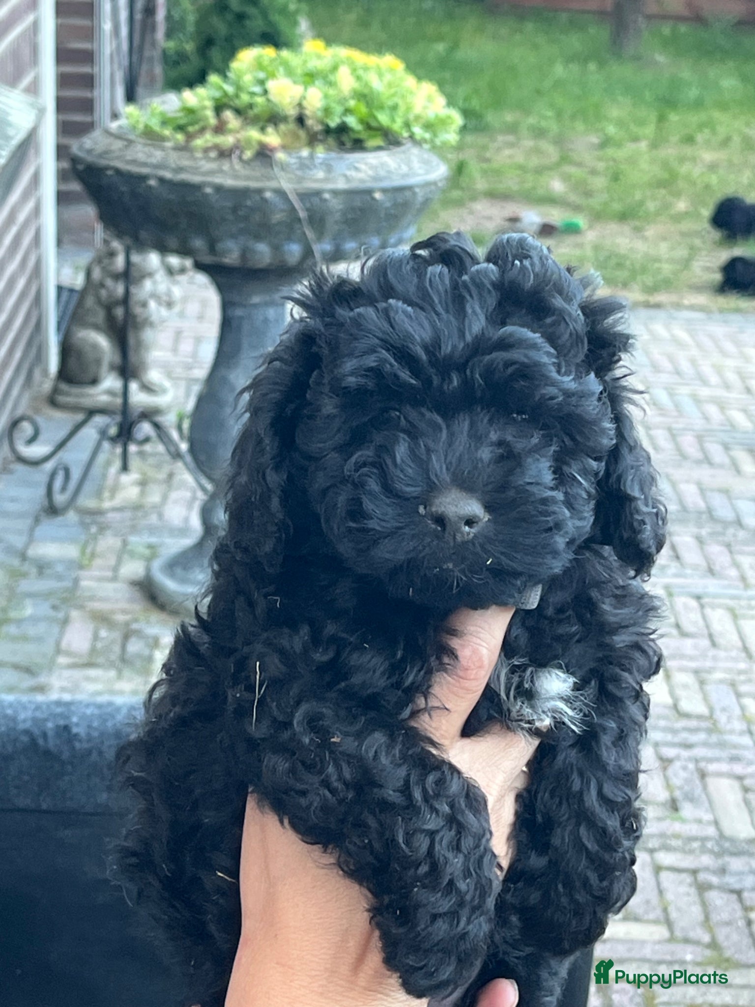 Maltipoo honden te koop: Maltipoo - Advertentie 6