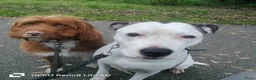 Kruising honden te koop: LIEVE PUPS - Advertentie 7
