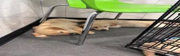 Golden Retriever honden te koop: Lieve pups  - Advertentie 2
