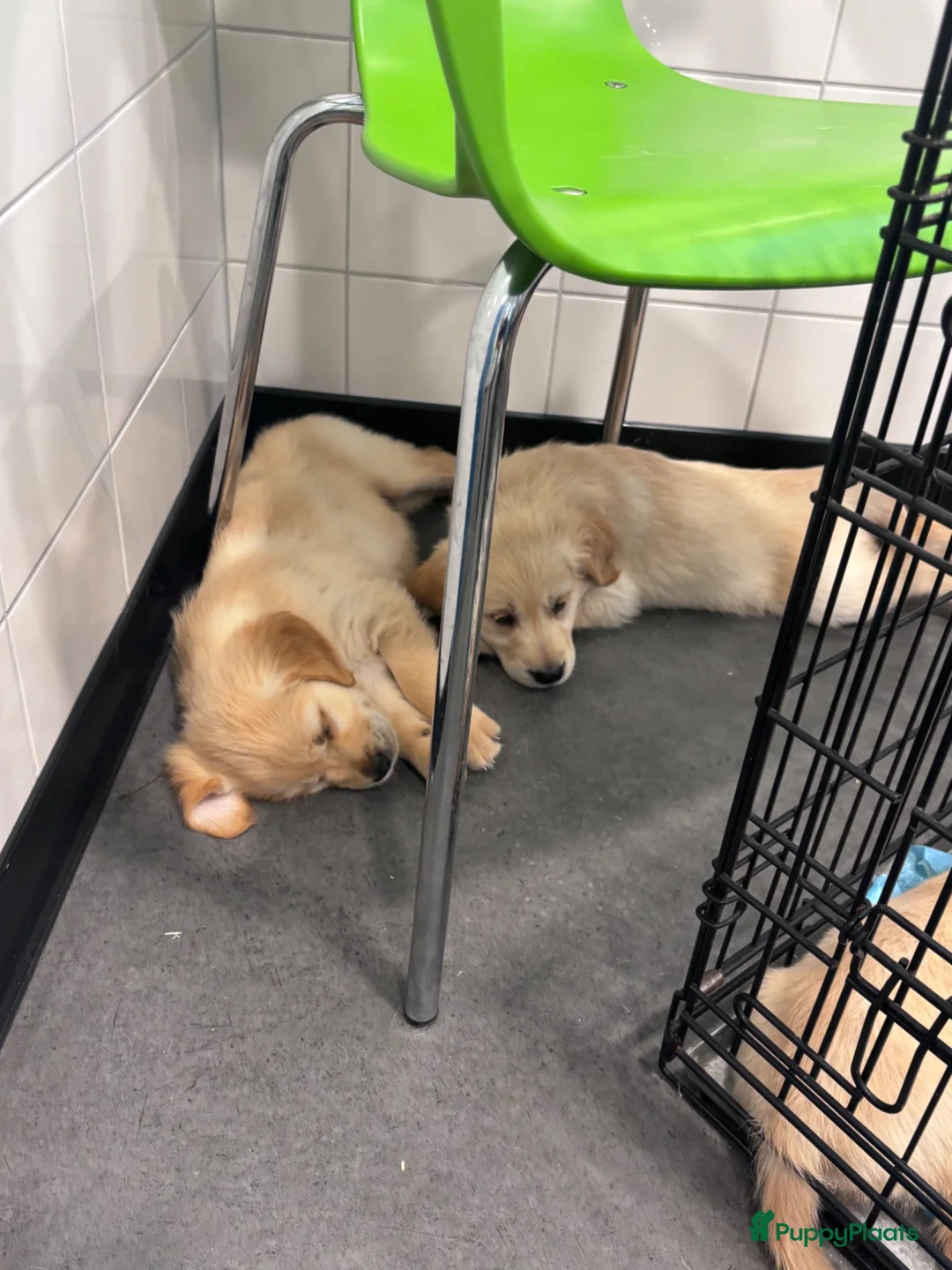 Golden Retriever honden te koop: Lieve pups  - Advertentie 2