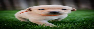 Kruising Puppy 2
