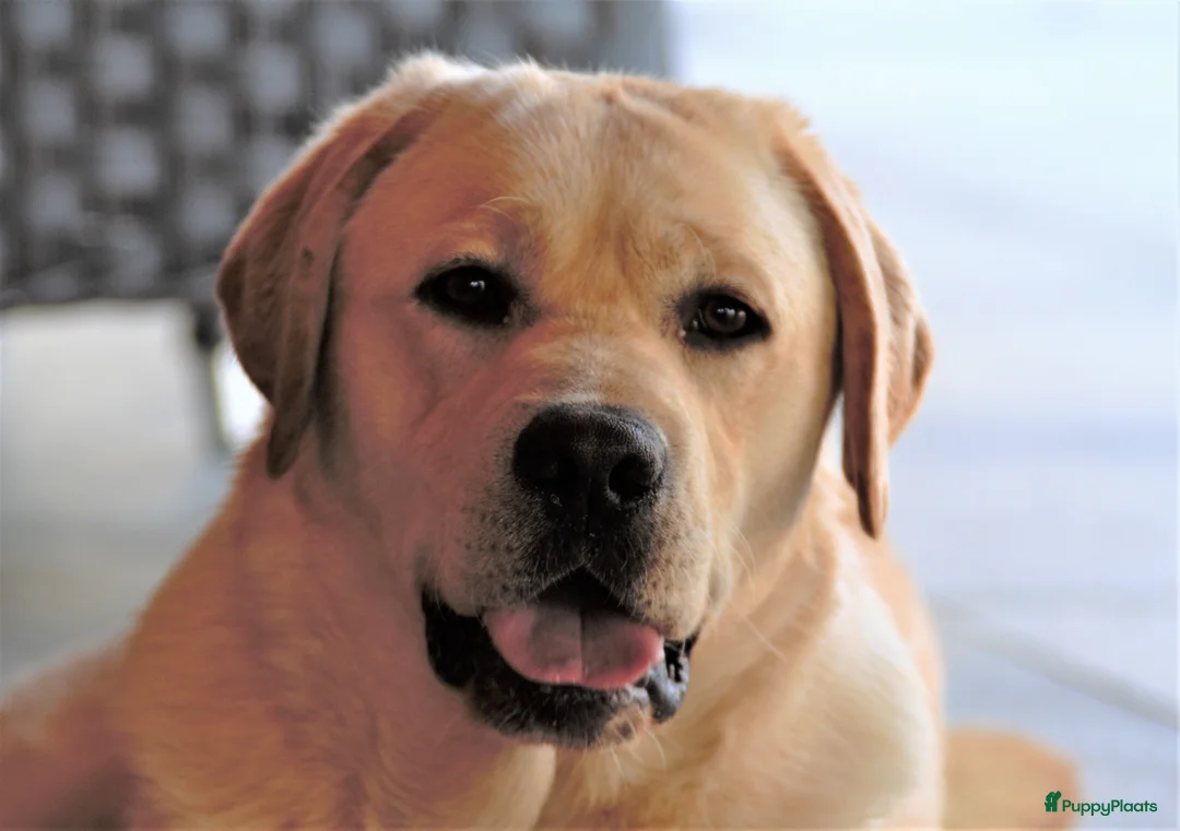 Labrador Retriever honden ter dekking: Super blonde labrador staat er dekking - Advertentie 5