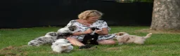 Australian Shepherd honden te koop: VERWACHT Australian Shepherd pupjes - Advertentie 2