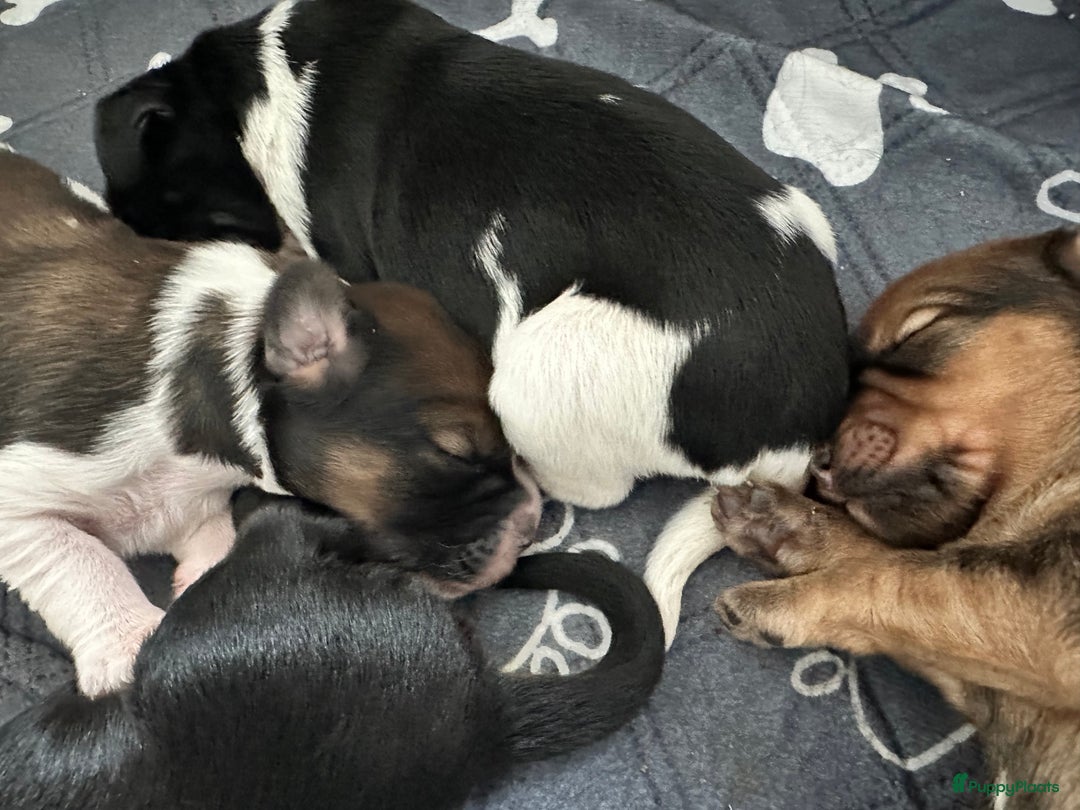 Kruising honden te koop: Nog 2 knuffelbare kruising puppy’s beschikbaar  - Afbeelding 22