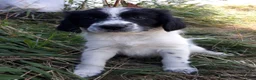 Kruising honden te koop: Prachtige Goldendoole X Friese Stabij pups - Advertentie 14