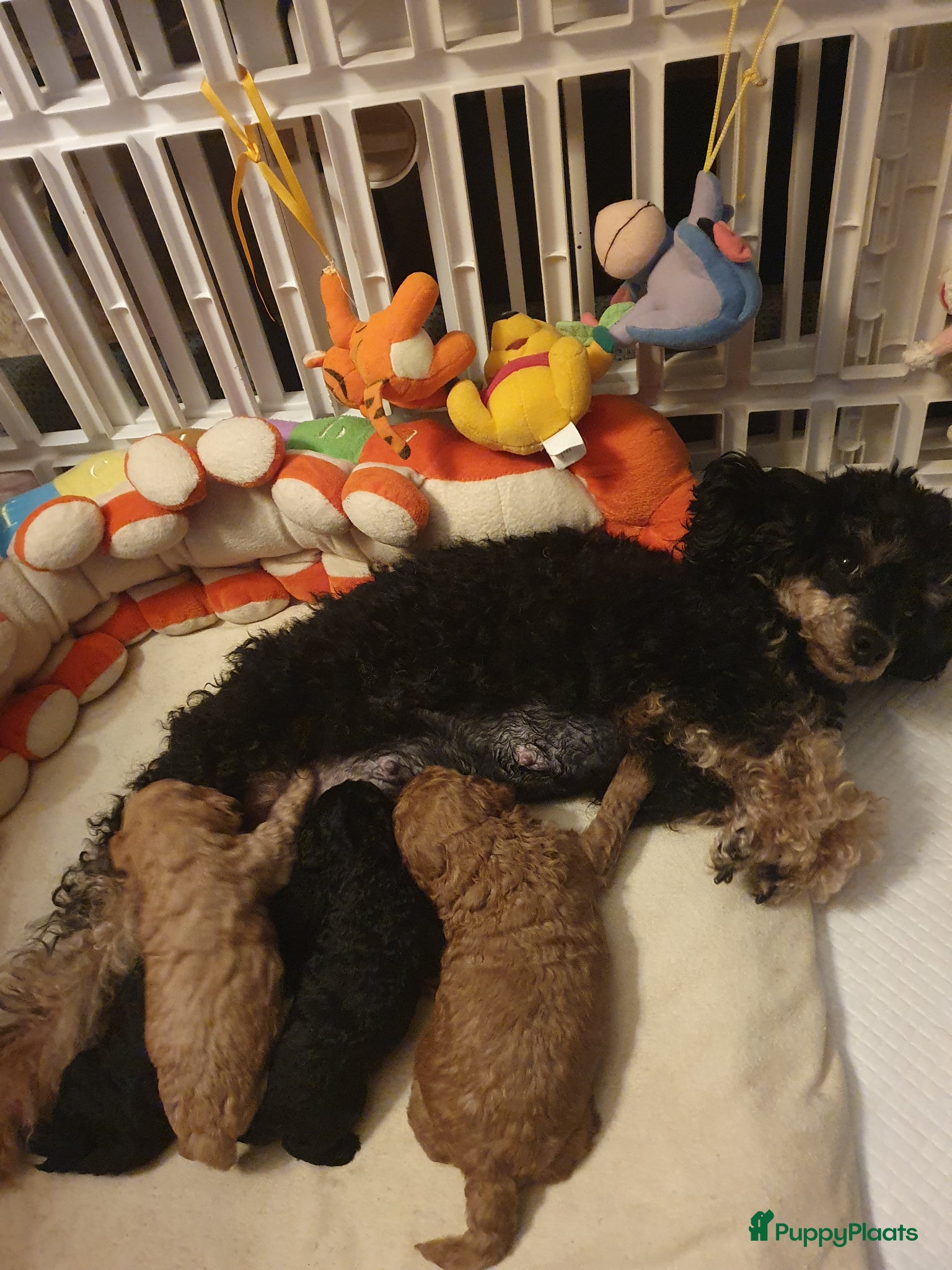 Poedel Toy honden Prachtig Toy-Dwergpoedel  - Advertentie 2