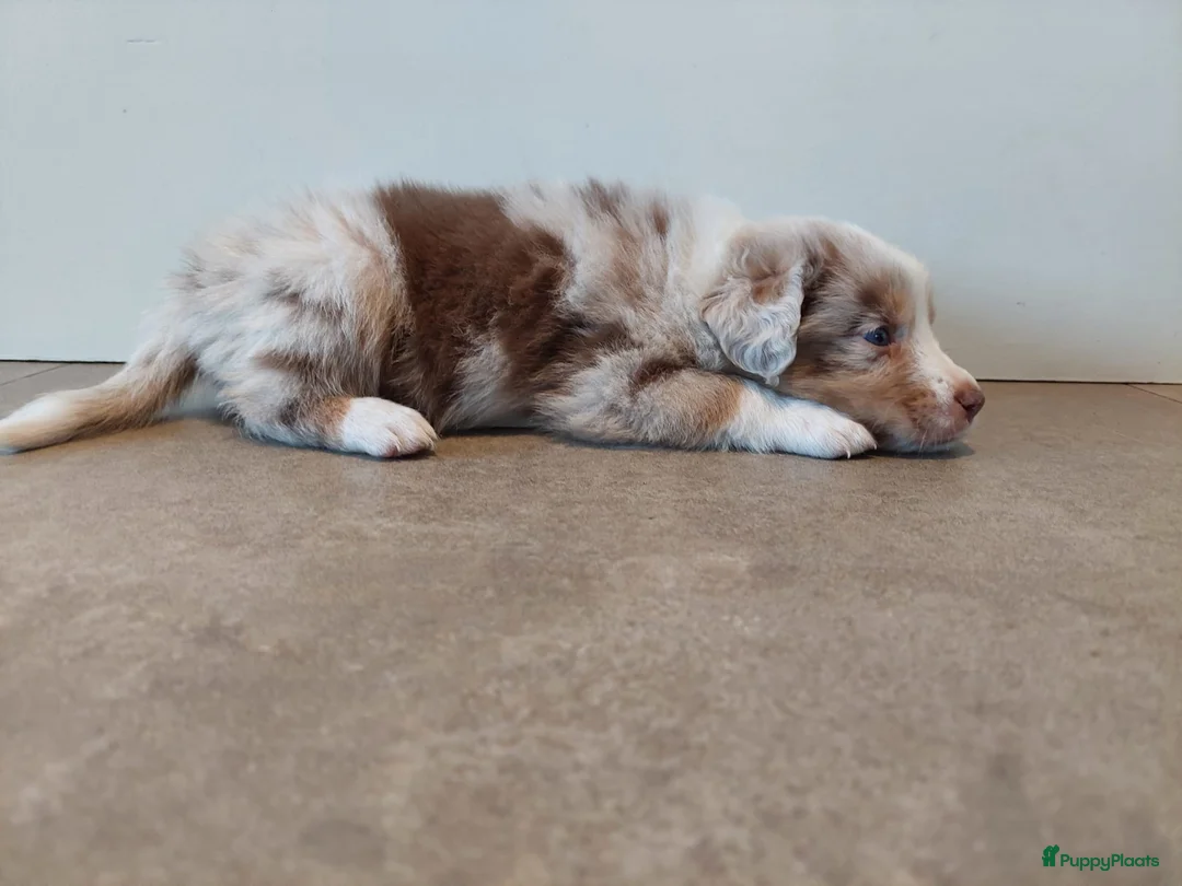 Australian Shepherd honden te koop: 🐾 Warme thuis voor Australian Shepherd pups 🐾 - Advertentie 3