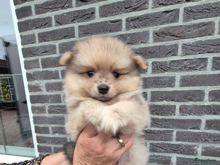 Kruising honden pomeriaan / pomerian / dwergkees pups - Advertentie 1