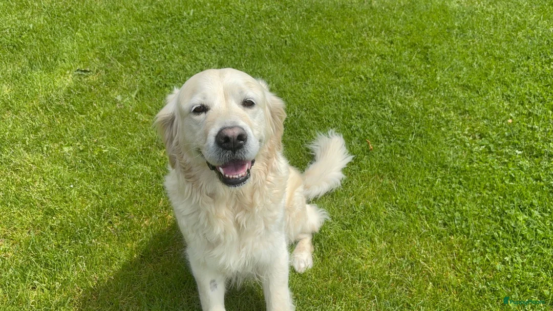 Kruising honden te koop: Australian Goldendoodle pups voor Autisme ADHD - Advertentie 2