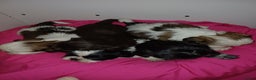 Shih Tzu honden te koop: Lieve leuke raszuiver shih tzu pups  - Advertentie 21