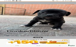 Old English Bulldog honden te koop: Old english bulldog x pocket bully xl  - Afbeelding 9