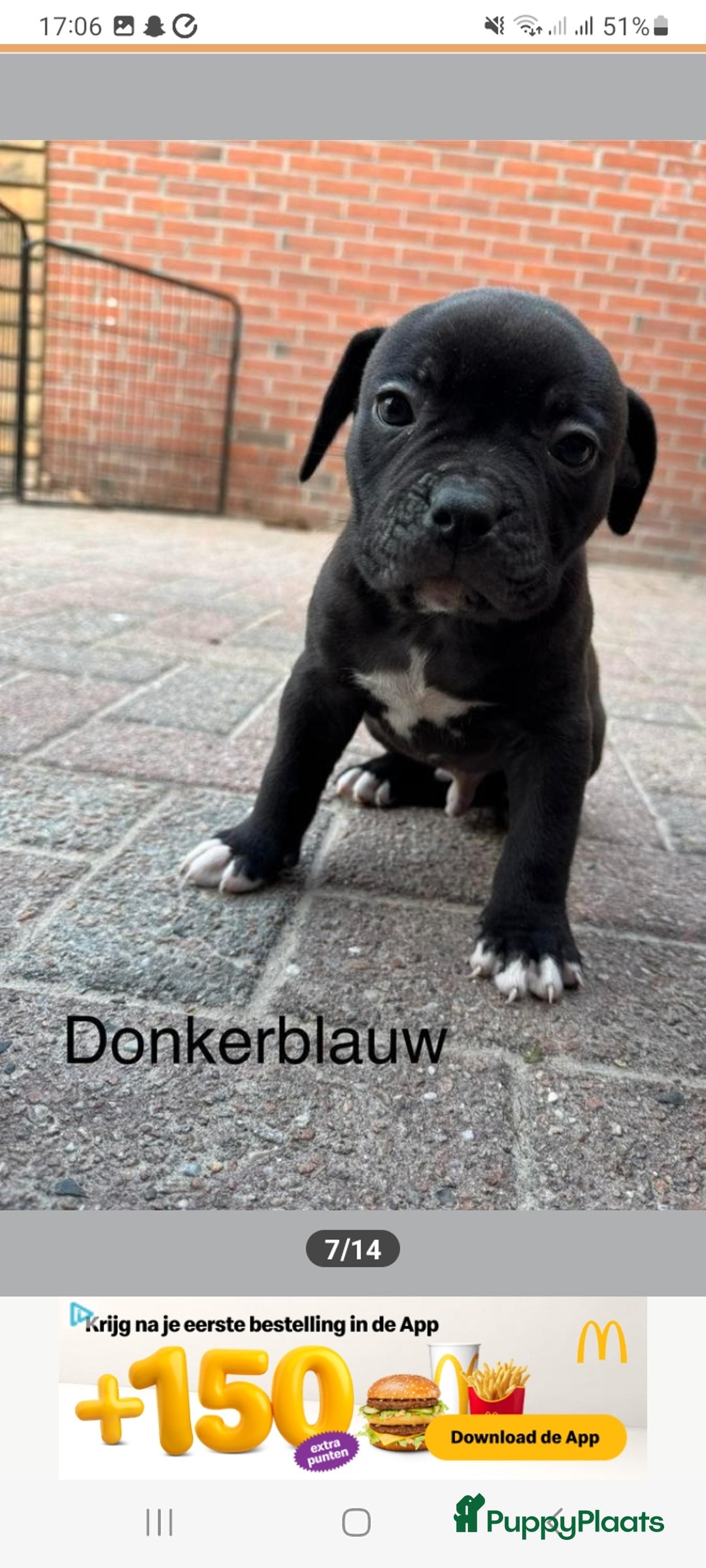Old English Bulldog honden te koop: Old english bulldog x pocket bully xl  - Afbeelding 9