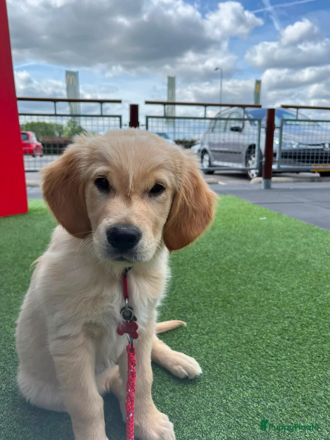 Golden Retriever honden te koop: Lieve puppy Bella (11 wkn) zoekt warm, lief thuis - Advertentie 2