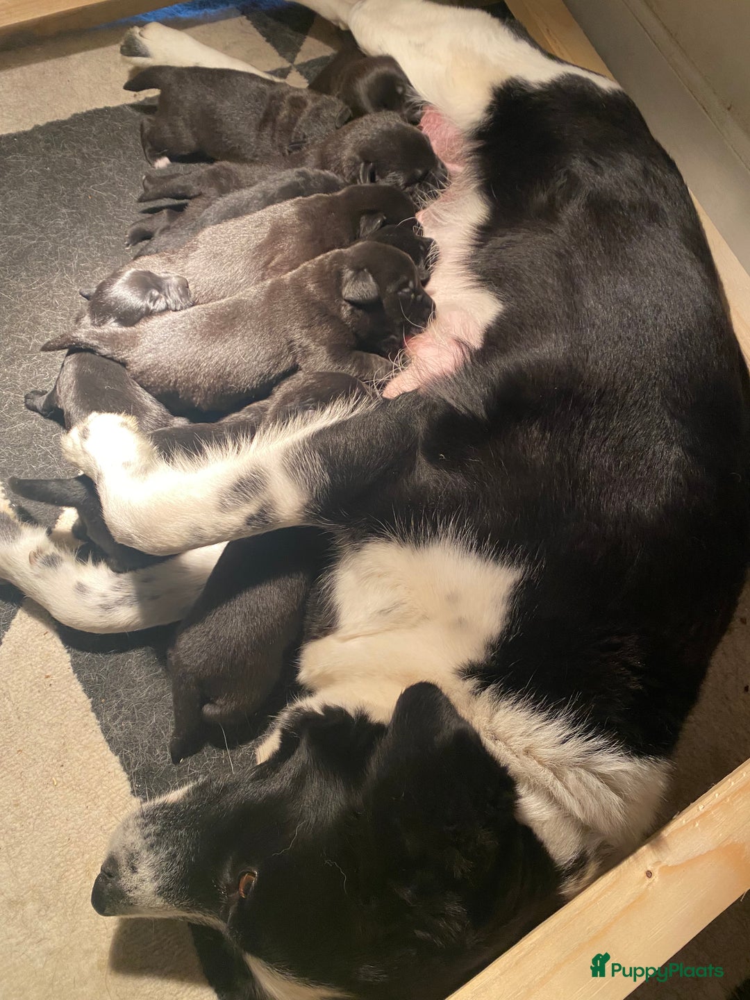 Labrador Retriever honden te koop: Labrador x Friese Stabij pups - Afbeelding 7