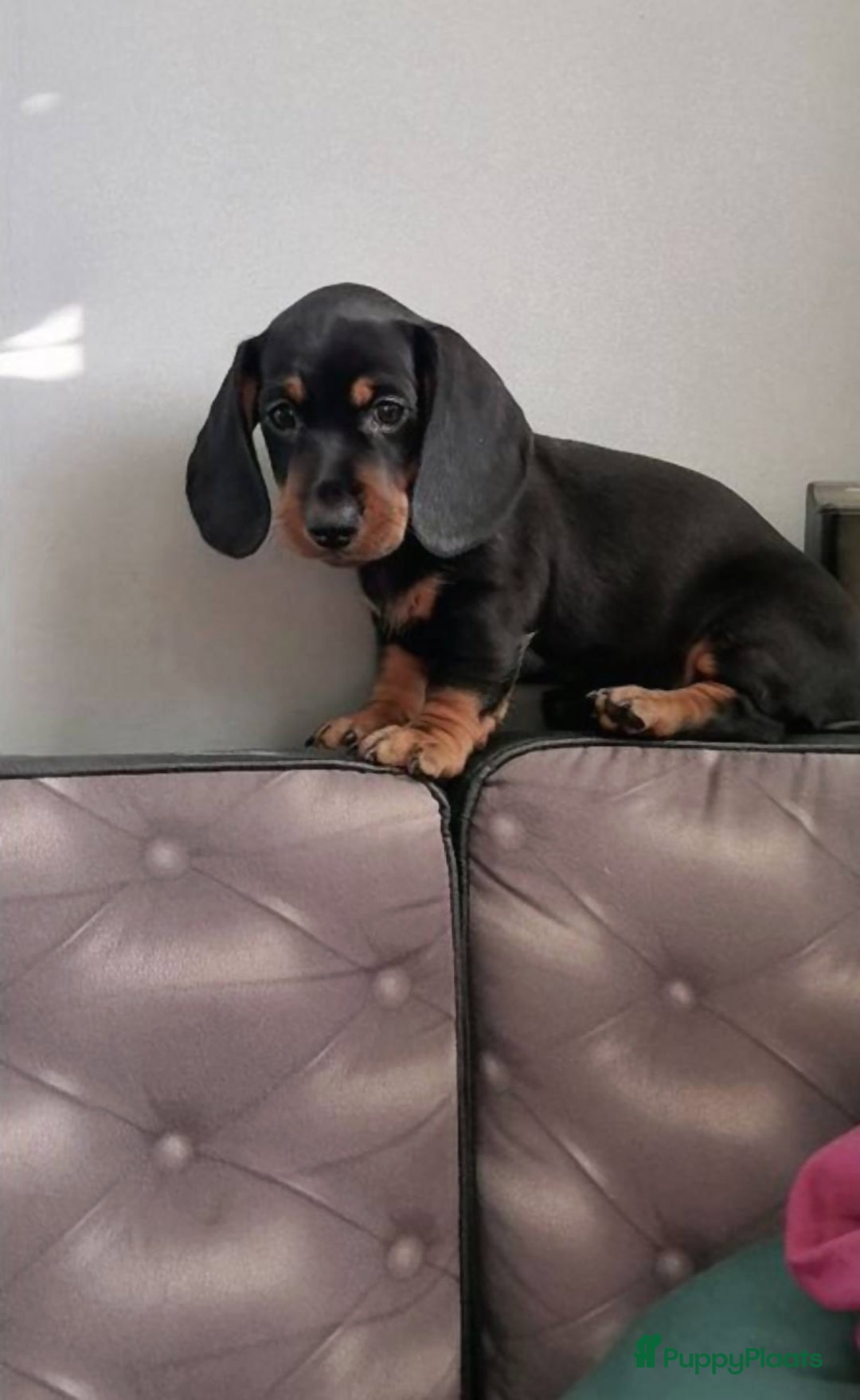 Teckel (korthaar)  honden te koop: Kleine Teckel pups - Advertentie 3