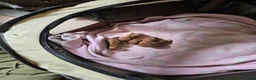 Poedel Toy honden te koop: Hoera...een vijfling geboren❣️ - Advertentie 3