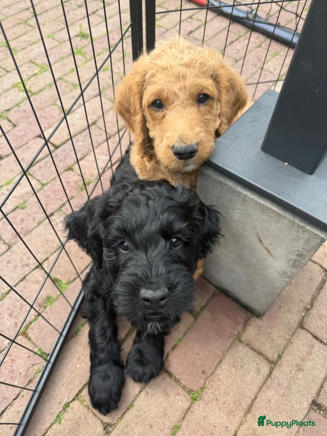 Australian Labradoodle honden te koop: (Australian) Labradoodle pups - Advertentie 2