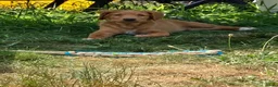 Nova Scotia Duck Tolling Retriever honden te koop: Nova Scotia duck tolling retriever pups,  - Advertentie 4