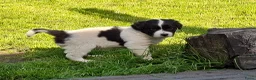 Kruising honden te koop: Prachtige puppy's, mix Friese Stabij/Kelpie  in Nieuwolda - Advertentie 6