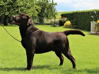 Labrador Retriever honden Prachtige Chocolade Br Labrador staat ter dekking - Advertentie 19