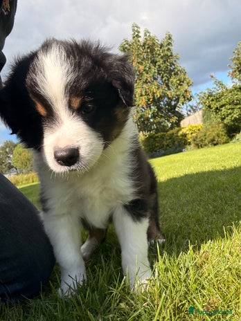 Border Collie honden - Advertentie 1
