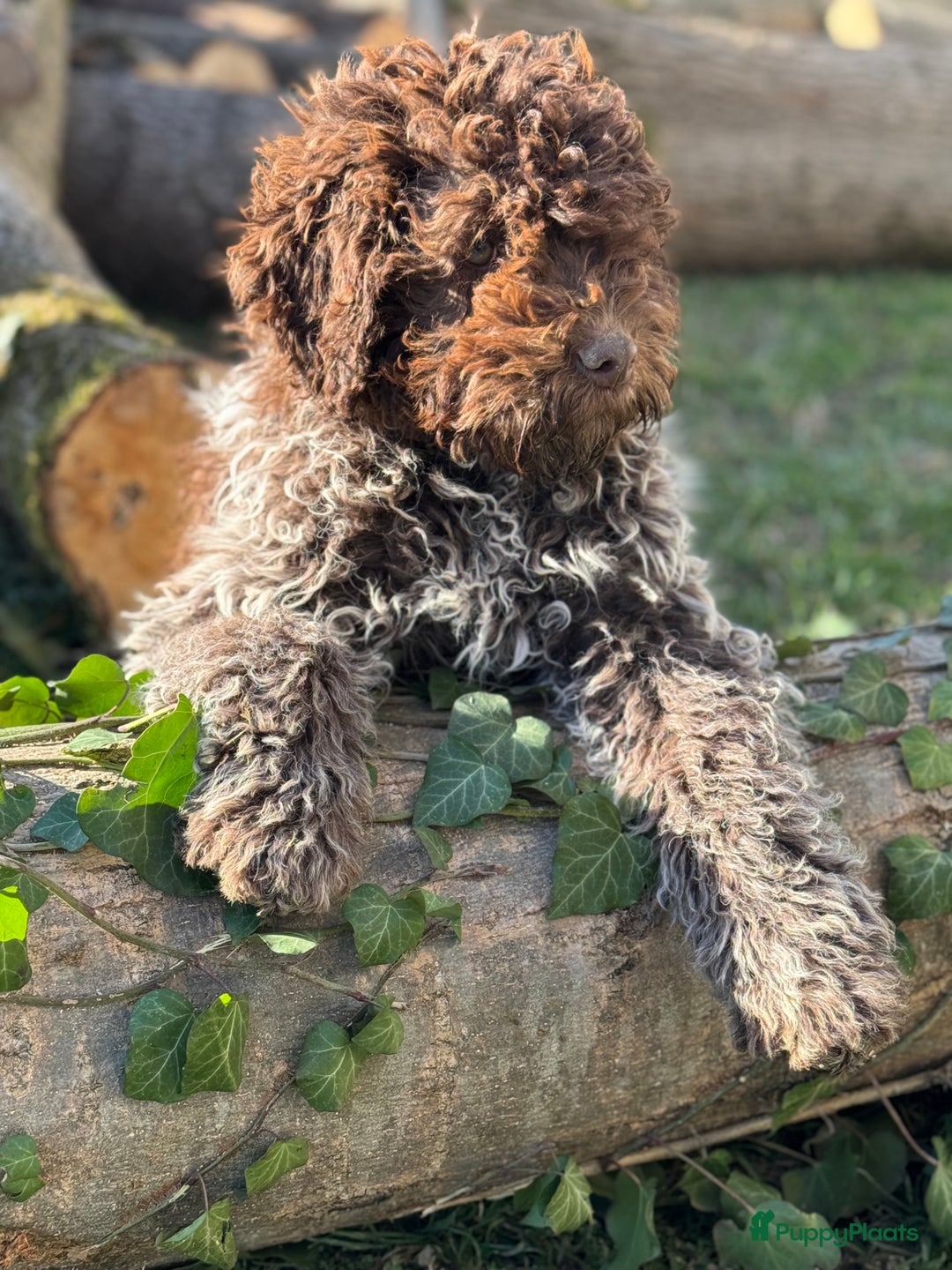 Lagotto Romagnolo honden te koop: Lagotto romagnolo nest - Advertentie 5
