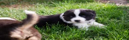 Border Collie honden te koop: Border collie geboren op boerderij (BE) - Advertentie 2