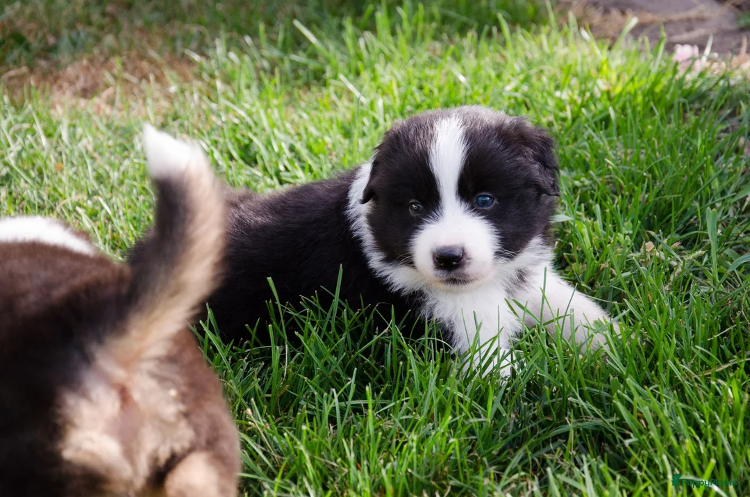 Border Collie honden te koop: Border collie geboren op boerderij (BE) - Advertentie 2