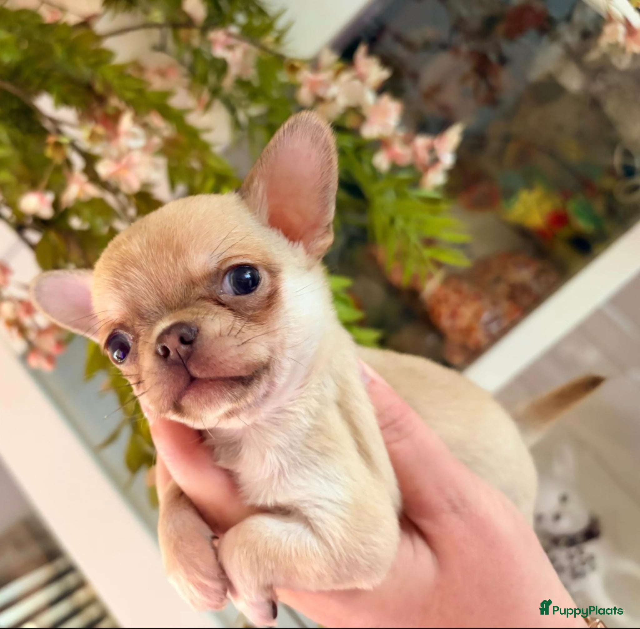 Chihuahua honden Prachtige gezonde  Chihuahua pups met fc stamboom - Advertentie 2